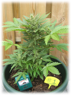 Blog - Buying Cannabis Seeds | Dutch Headshop Blog - Buying Cannabis Seeds | Dutch Headshop