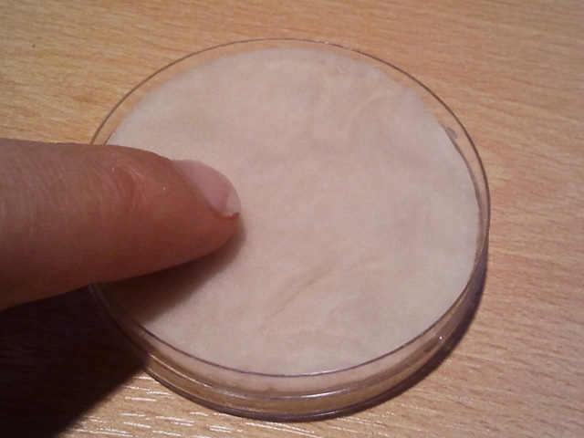 Dutch Headshop Blog Germinating Cannabis Seeds With Wads And