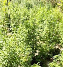 Outside Guerrilla Autoflower Cannabis Outside Guerrilla Autoflower Cannabis