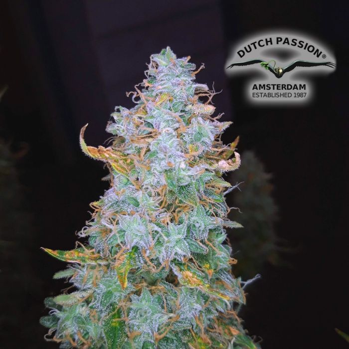 Auto Night Queen (Dutch Passion) 3 seeds main product photo
