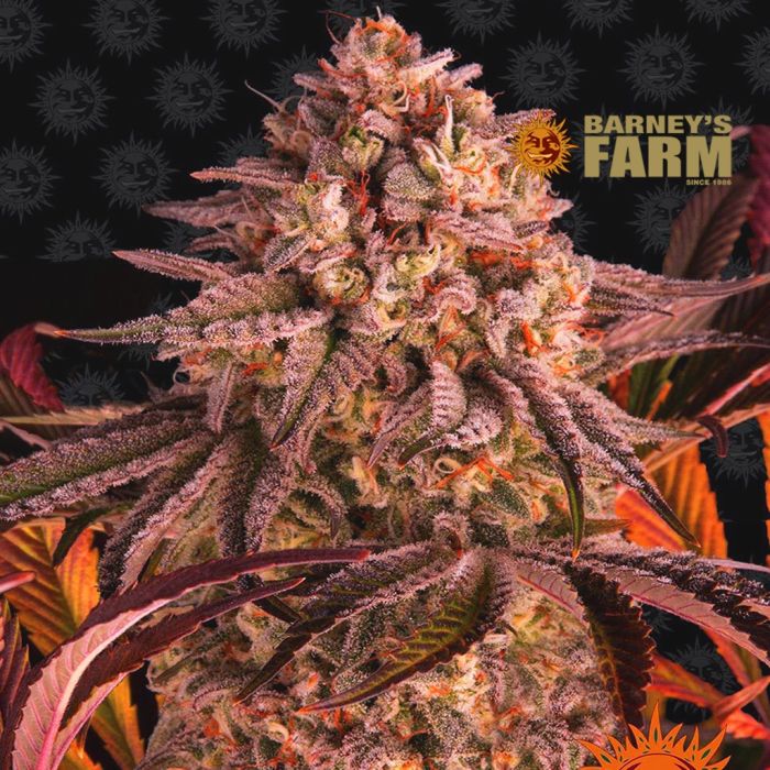 Blue Sunset Sherbert (Barney's Farm) main product photo