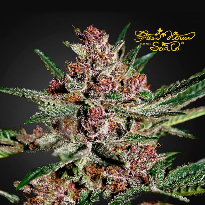 Bubba Kush (Greenhouse Seeds) 3 seeds main product photo