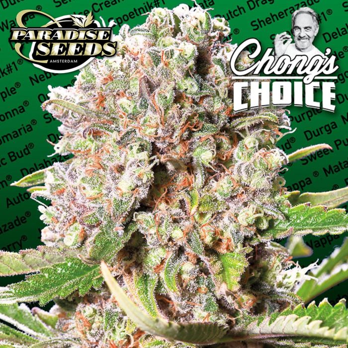 Mendocino Skunk (Paradise Seeds) 3 seeds main product photo