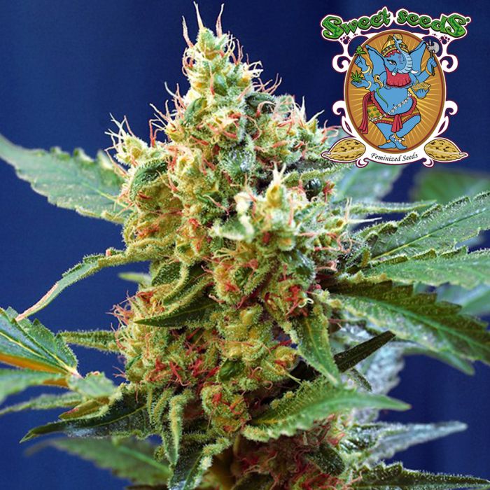 Cream Mandarine XL Auto (Sweet Seeds) main product photo