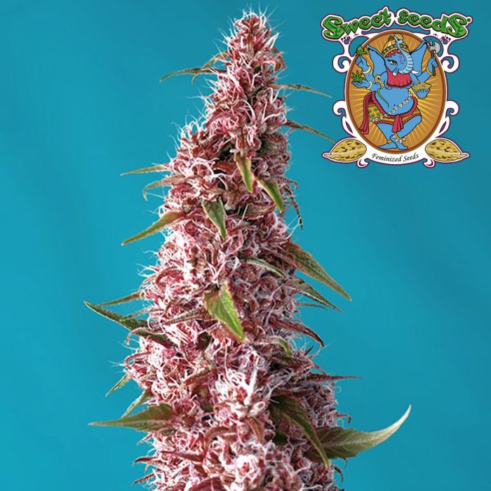 Red Pure CBD Auto (Sweet Seeds) main product photo