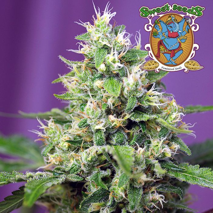 Sweet Amnesia Haze XL Auto (Sweet Seeds) main product photo