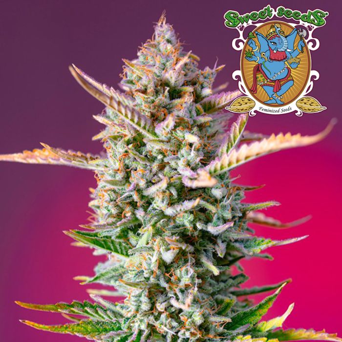 Gorilla Sherbet F1 Fast Version (Sweet Seeds) main product photo