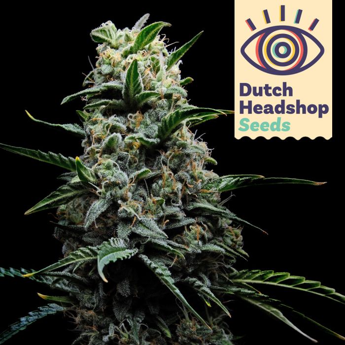 Fast Bruce Banner (Private Label) main product photo