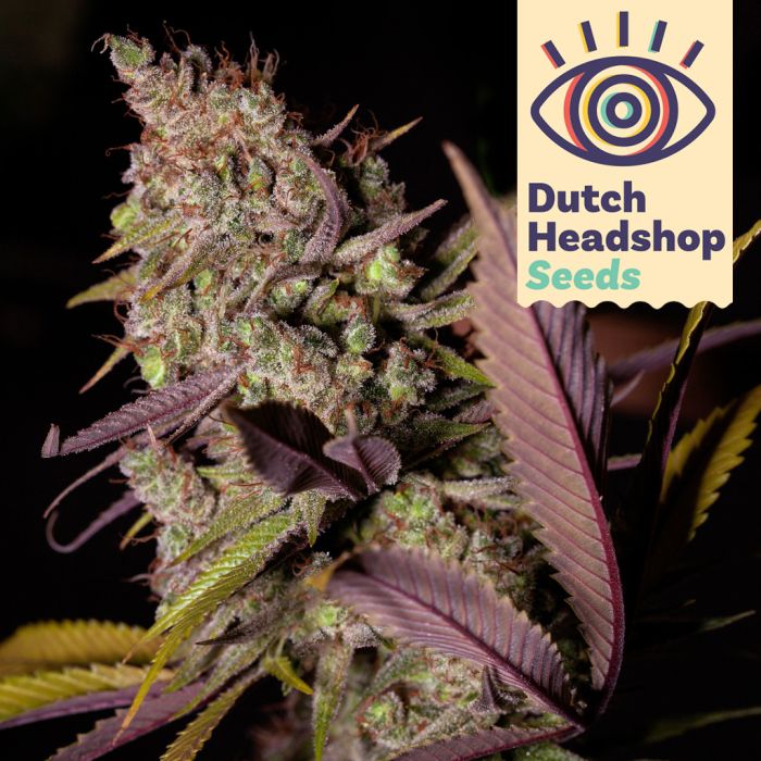 Auto Alaskan Thunderfuck (Private Label) main product photo