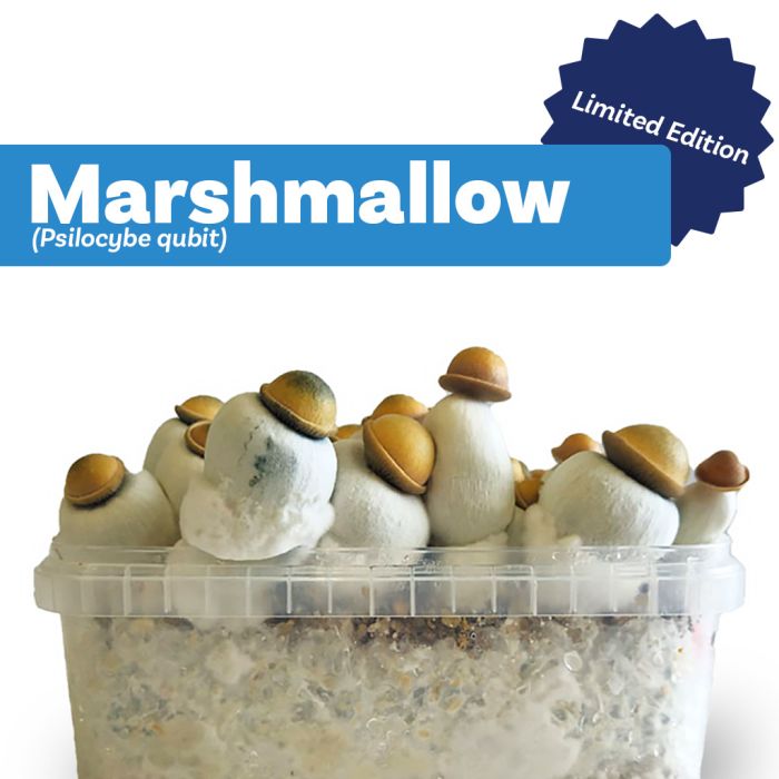 Magic Mushroom Growkit Marshmallow (Ready-to-Grow Growkit) 1200 cc main product photo