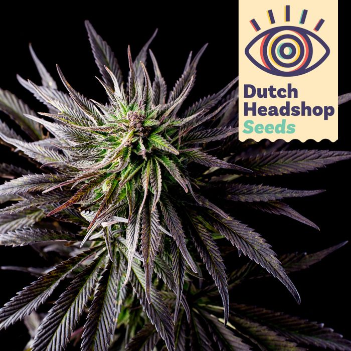 Fast Granddaddy Purple (Private Label) main product photo