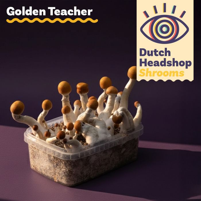 Magic Mushroom Growkit Golden Teacher (Private Label) main product photo
