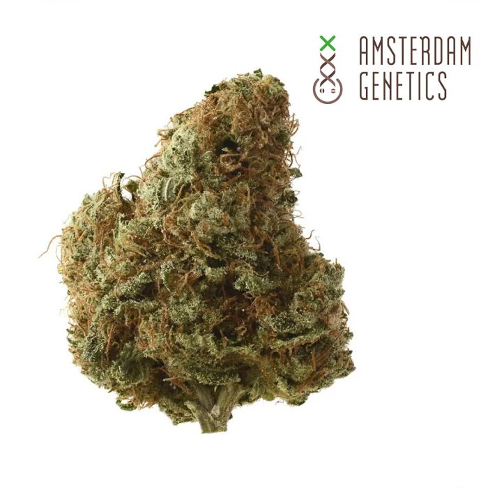 Exotic Purple Autoflower (Amsterdam Genetics) main product photo