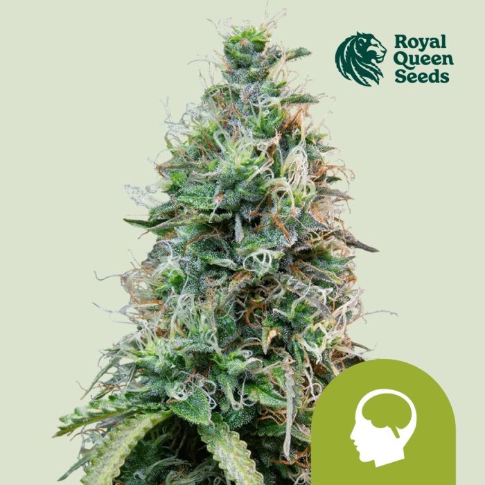 Amnesia Haze Automatic (Royal Queen Seeds) 5 seeds main product photo