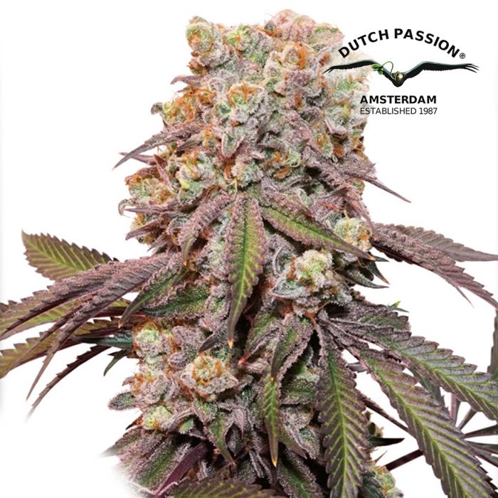 Auto Candy Bubatz XL (Dutch Passion) 3 Seeds main product photo