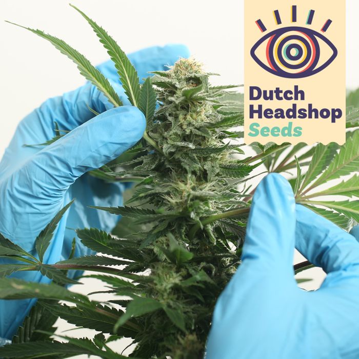 Auto CBD Medical Mix (Private Label) 5 Cannabis Seeds main product photo