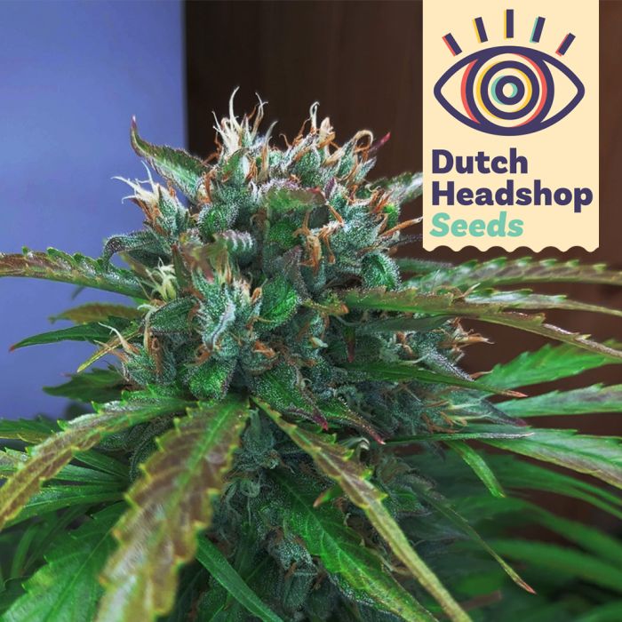 Auto Dutch Orange Bud (Private Label) main product photo