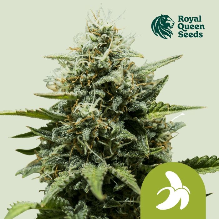 Fat Banana Automatic (Royal Queen Seeds) 3 seeds main product photo
