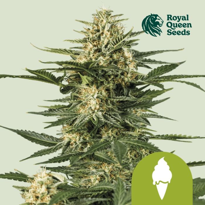 Green Gelato Automatic (Royal Queen Seeds) 3 seeds main product photo
