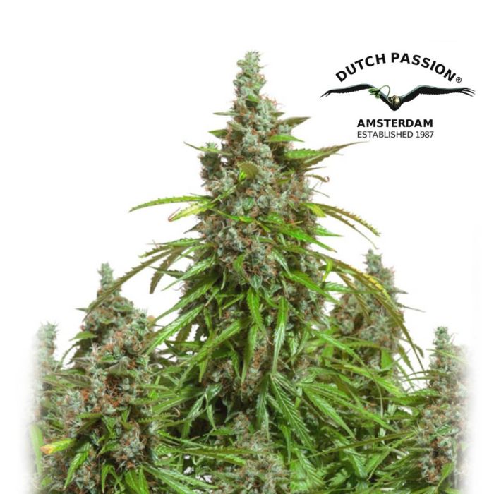 Auto Mazar (Dutch Passion) 3 seeds main product photo