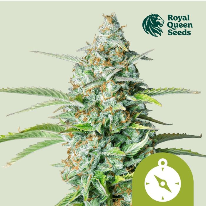Northern Light Automatic (Royal Queen Seeds) 5 seeds main product photo