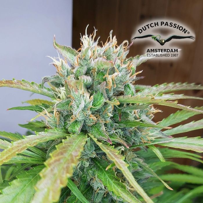 Auto Orange Bud (Dutch Passion) 3 seeds main product photo