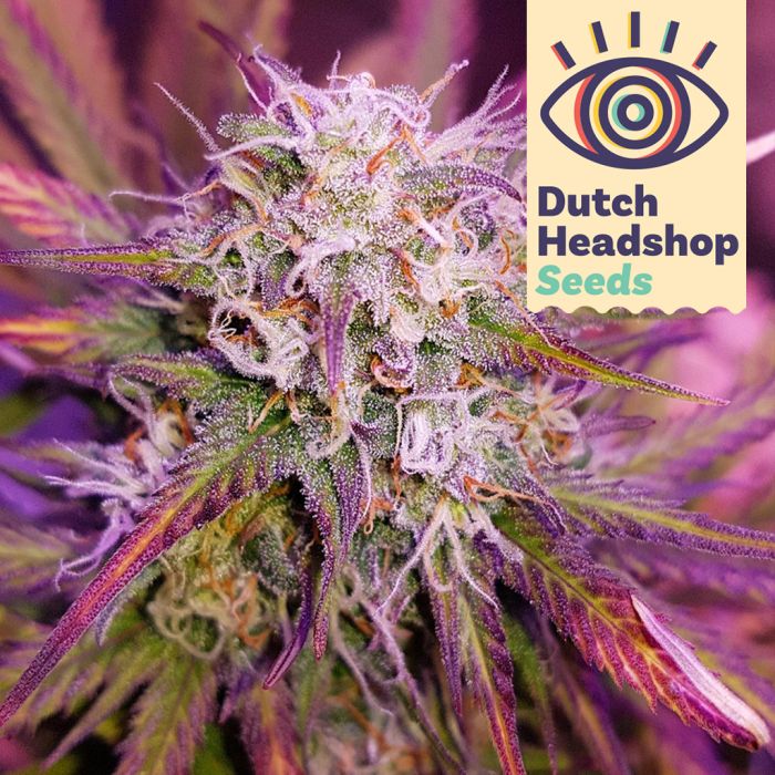 Auto Purple Kush (Private Label) main product photo