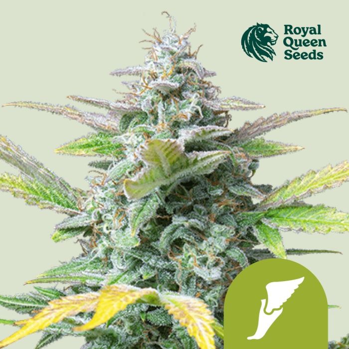 Quick One Autoflower (Royal Queen Seeds) 5 seeds main product photo