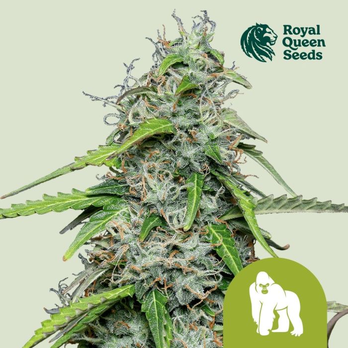 Royal Gorilla Automatic (Royal Queen Seeds) 3 seeds main product photo