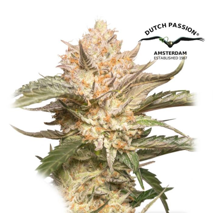 Auto Trichome and Cream (Dutch Passion) main product photo