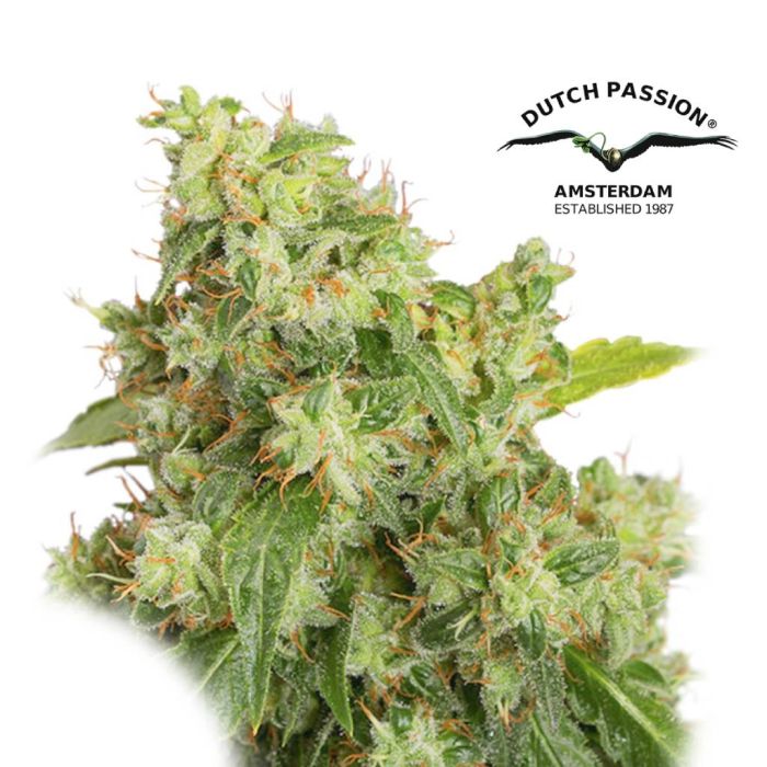 Auto Xtreme (Dutch Passion) 3 seeds main product photo