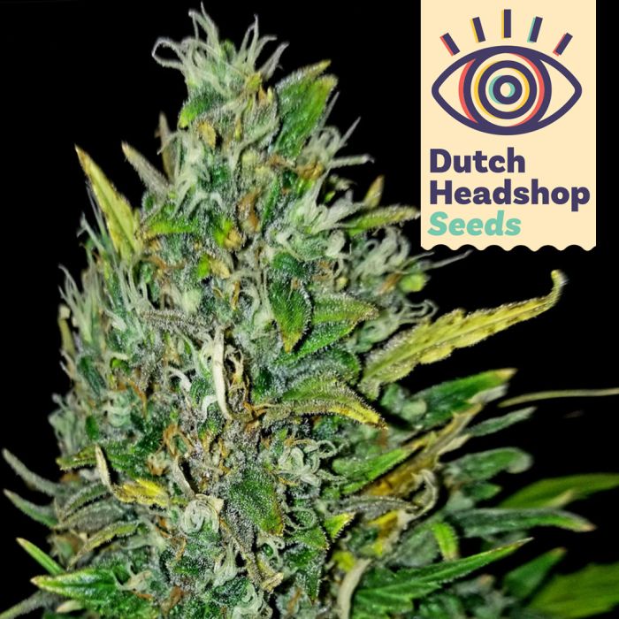Auto Bruce Banner (Private Label) main product photo