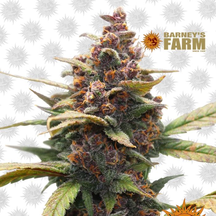 Ayahuasca Purple (Barney's Farm) main product photo