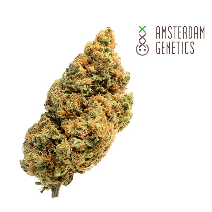 Blue Amnesia Autoflower (Amsterdam Genetics) 3 seeds main product photo