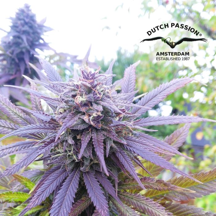 Blueberry (Dutch Passion) 3 seeds main product photo