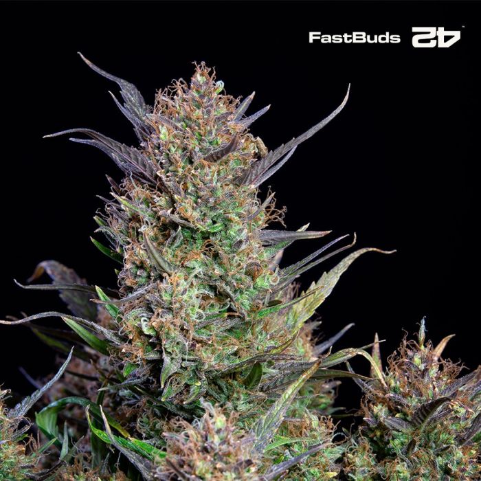 Bruce Banner Auto (Fast Buds) main product photo