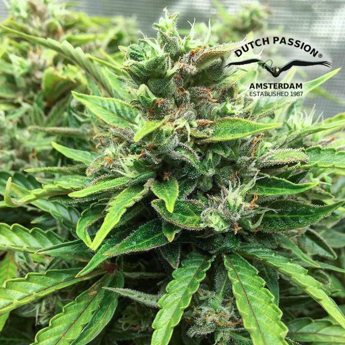 CBD Auto Charlotte’s Angel (Dutch Passion) 3 seeds main product photo