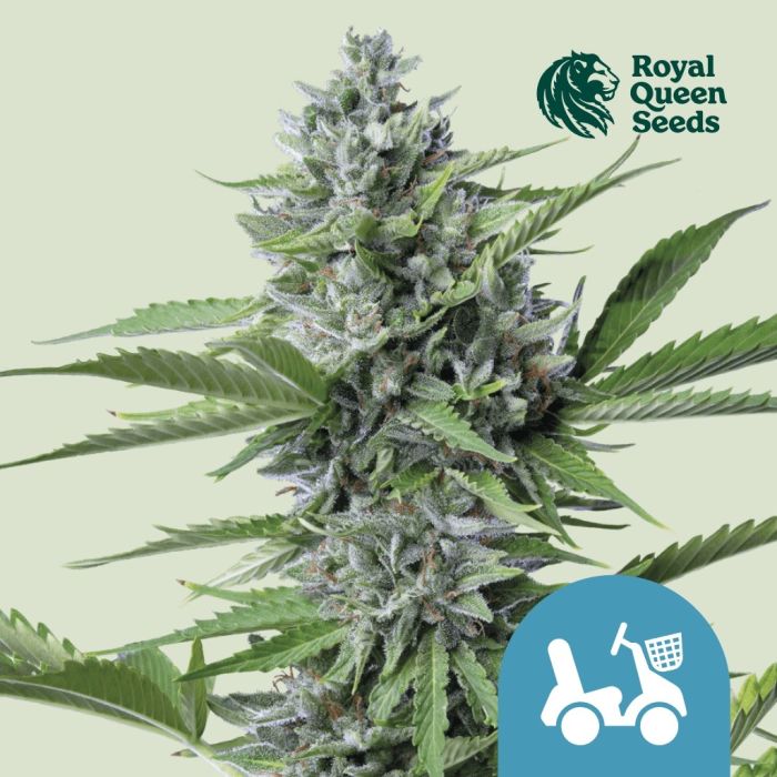 Fast Eddy Automatic CBD (Royal Queen Seeds) 5 seeds main product photo