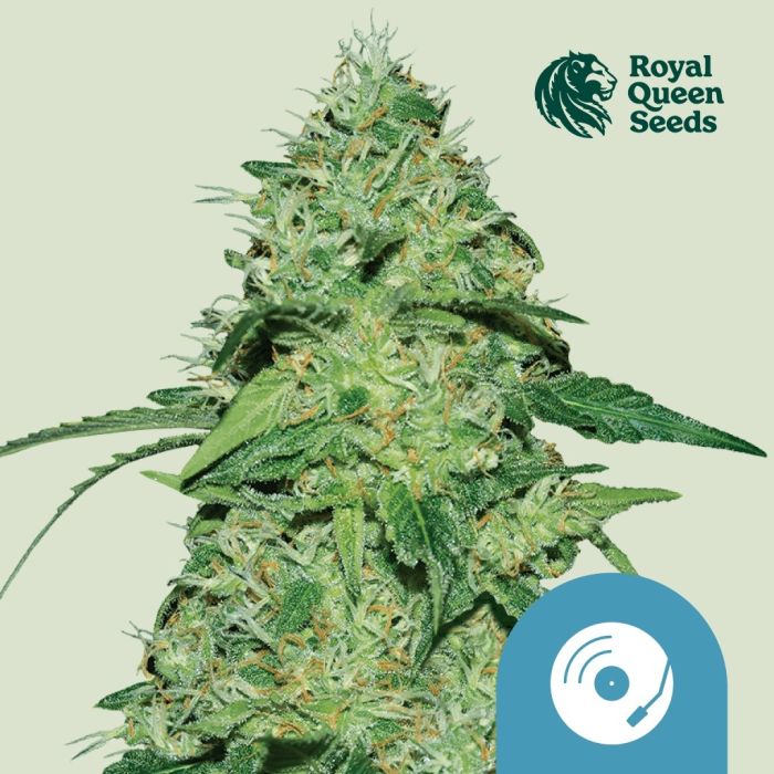 Joanne's CBD (Royal Queen Seeds) main product photo