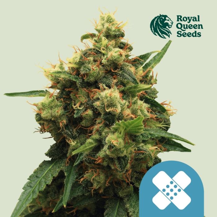 Painkiller XL (Royal Queen Seeds) 5 Seeds main product photo