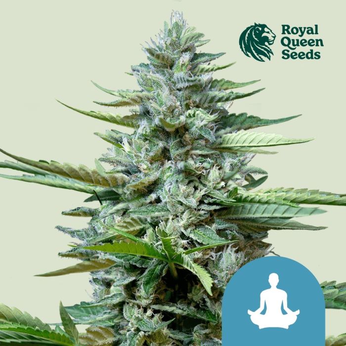 Stress Killer Automatic CBD (Royal Queen Seeds) 5 seeds main product photo