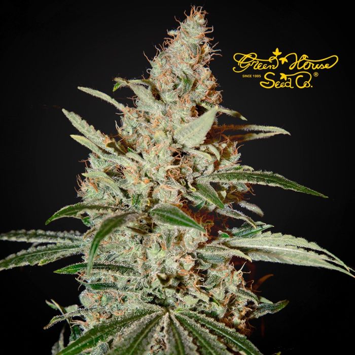 Chemdog (Greenhouse Seeds) 3 seeds main product photo