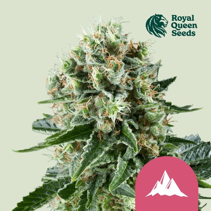 Critical Kush (Royal Queen Seeds) main product photo