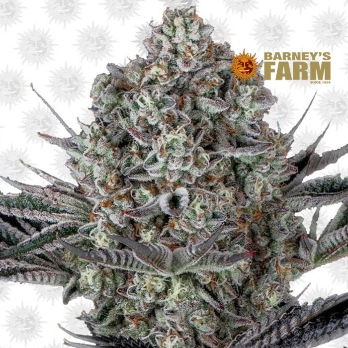 Dos Si Dos 33 (Barney's Farm) main product photo