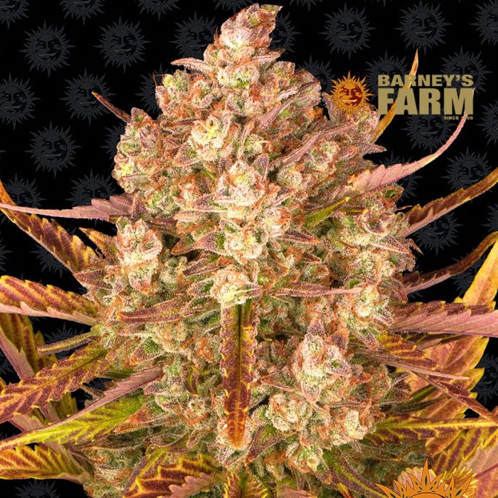 Dos Si Dos Auto (Barney's Farm) main product photo
