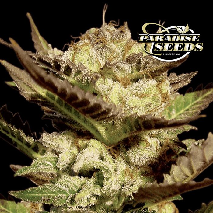 Durga Mata (Paradise Seeds) main product photo