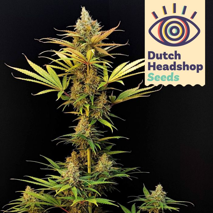 Amnesia Haze (Private Label) main product photo