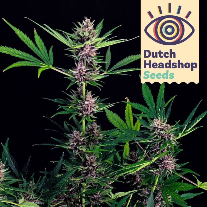 Auto Amnesia Haze (Private Label) main product photo