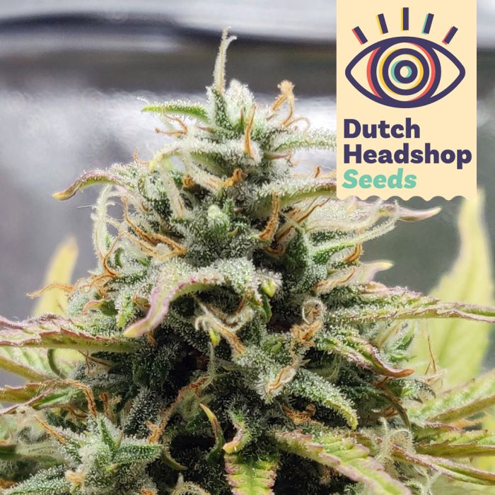 Auto CBD White Widow (Private Label) main product photo