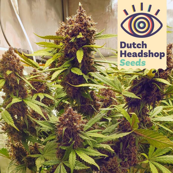 Auto LSD (Private Label) main product photo
